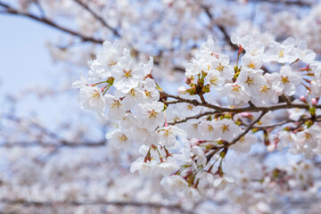 久松公園の満開の桜 鳥取県 久松公園