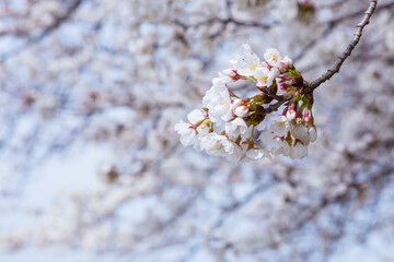 久松公園の満開の桜 鳥取県 久松公園