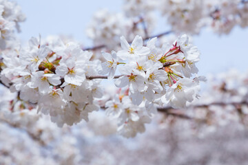 久松公園の満開の桜 鳥取県 久松公園