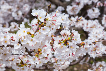 久松公園の満開の桜 鳥取県 久松公園
