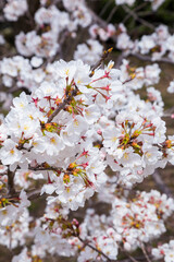 久松公園の満開の桜 鳥取県 久松公園