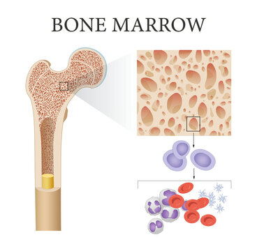 The bone marrow and blood formation



