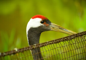 タンチョウ　アップ図