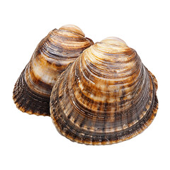 clamshells PNG, seafood top view, mollusk shell, marine food, ocean shellfish, transparent background