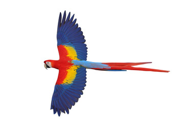 Colorful flying Scarlet Macaw parrot isolated on transparent background png file
