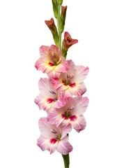 Fototapeta premium Pink Gladiolus Bloom (3)