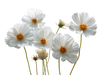 Obraz premium Delicate White Cosmos Flowers on Transparent Background, PNG