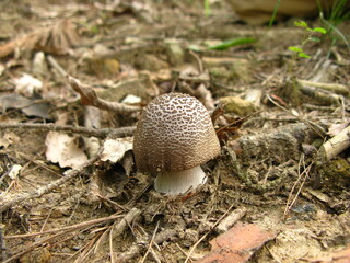 Wild mushroom growing in soil – Korean medicinal mushroom

