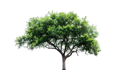 Obraz premium Single green tree isolated on white background