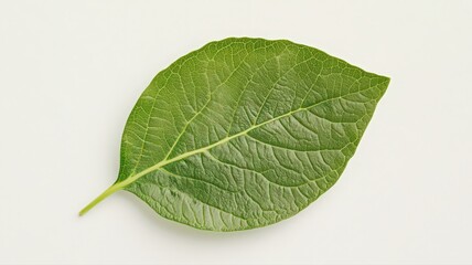 Obraz premium Vibrant Emerald Green Leaf on White Background