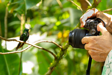 Photographer photographing beautiful hummingbird perched on a branch in Monteverde rainforest, Costa Rica
