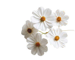 Fototapeta premium Five White Cosmos Flowers on Transparent Background, PNG