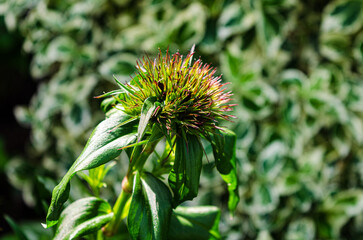 Top view of a Sweet William (Dianthus barbatus) flower head just before it flowers