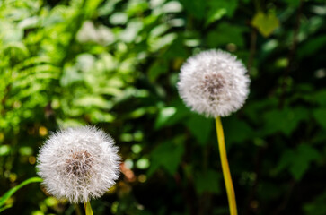 Dandelion seed head sometimes known as Puffballs because it uses the wind to disperse the seed allowing for better chance of germination