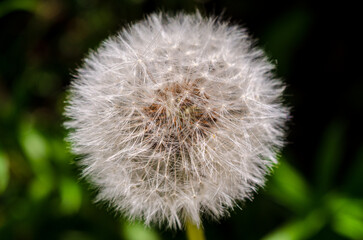 Dandelion seed head sometimes known as Puffballs because it uses the wind to disperse the seed allowing for better chance of germination