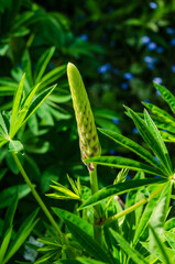  lupin flower head with closed petal and bright green leaves