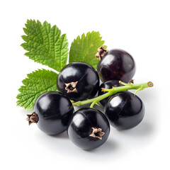 Fresh blackcurrants with leaves
