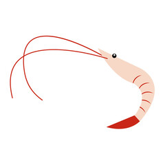 Shrimp prawn