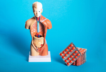 Stack of red pills on blue background and human model. Concept of treatment of gastrointestinal diseases, probiotics and laxatives. Copy space for text