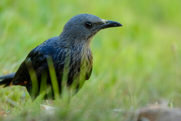 Female Red-winged Starling (Onychognathus morio) perched in natural habitat at Giant's Castle, Drakensberg Mountains, KwaZulu-Natal, South Africa. Native bird in scenic mountain reserve.