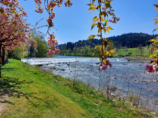 Japanese cherry trees in bloom and Savinja river. Mozyr gaj. Slovenia © olenadesign