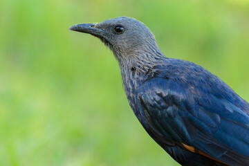 Female Red-winged Starling (Onychognathus morio) perched in natural habitat at Giant's Castle, Drakensberg Mountains, KwaZulu-Natal, South Africa. Native bird in scenic mountain reserve.