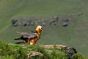 Bearded vulture, lammergeier or ossifrage (Gypaetus barbatus) perched in Giant's Castle Game Reserve, Drakensberg, South Africa. Rare scavenger known for bone-dropping behaviour.