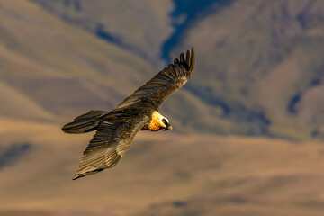 Bearded vulture, lammergeier or ossifrage (Gypaetus barbatus) at Giant's Castle Game Reserve, Drakensberg, South Africa. Flying against a backdrop of mountains.