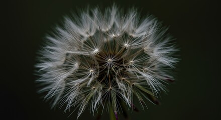 Fototapeta premium Dandelion Seed Head Against Dark Background