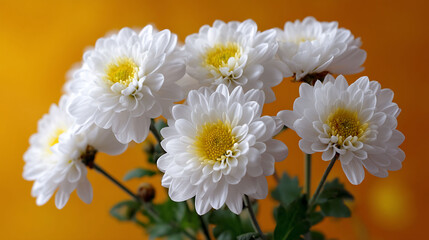 Fototapeta premium Radiant White Blossoms Against Golden Backdrop