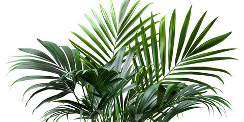 Fototapeta premium Close up of lush green palm leaves.