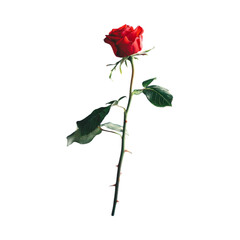 Single Red Rose Stem Isolated on Transparent Background