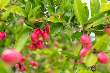 Ripe Mango and Gooseberry on Tree