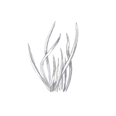 Grass growing in a bunch. Isolated pencil illustration for book design, interior, logo creation, poster printing, seed packaging for gardeners.