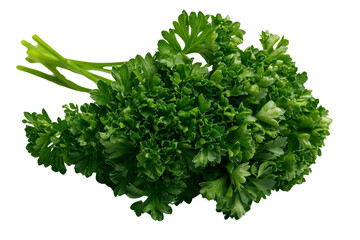 Fototapeta premium A cluster of fresh parsley leaves with curly edges, isolated on transparent background, PNG file.