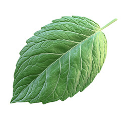 Obraz premium Indoor Plant Pot Leaves Green Decorative Houseplant Fresh Growth Nature Home Decor Transparent Background