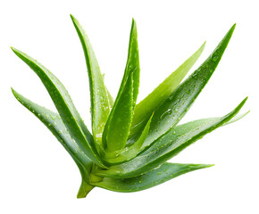 Fototapeta premium Organic Aloe Vera Leaf with Beautiful Symmetry