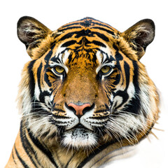 Fototapeta premium Majestic portrait of a fierce tiger displaying bold stripes and intense gaze against a black background for wildlife photography