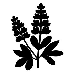 Black and white botanical illustration of lupine flowers, simple and elegant