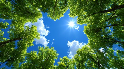 Green Trees, Blue Sky, and Sunlight