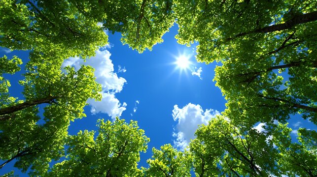 Green Trees, Blue Sky, and Sunlight