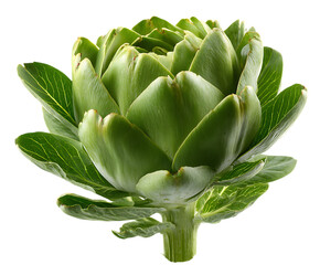 Beautiful Organic Artichoke Leaves for Food Themes