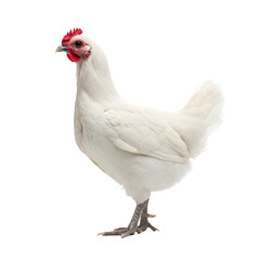 White Hen: Farm Animal Image on transparent background