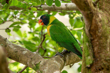 Marigold Lorikeet - Trichoglossus capistratus, beautiful colored parrot endemic to the tropical forests of Indonesian islands, Sumba, Indonesia.