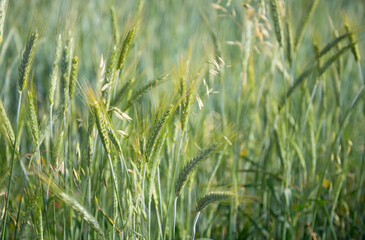 Obraz premium Green rye field growing in spring background