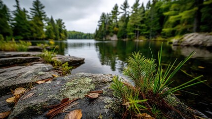 Scenic view of lake in pine forest under peaceful nature concept. Tranquil lake surrounded by lush green forest and rocky shoreline.
