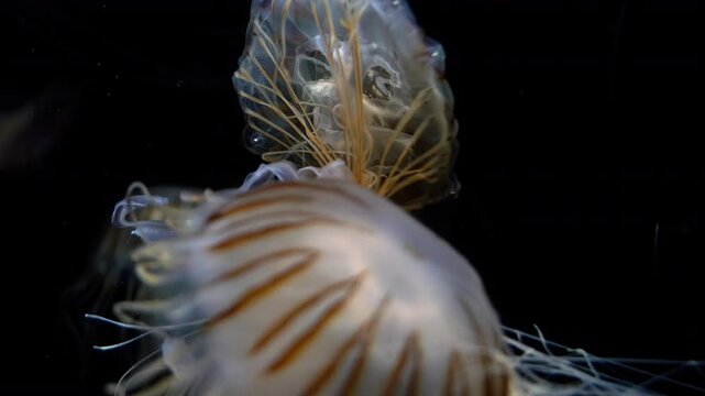 Jellyfish Japanese Sea Nettle Floating Extreme Closeup of Chrysaora Pacifica