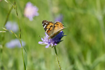 Painted Lady (Vanessa Cardui) Butterfly sitting on a small scabious in Zurich, Switzerland