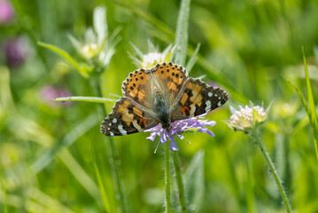 Painted Lady (Vanessa Cardui) Butterfly sitting on a small scabious in Zurich, Switzerland