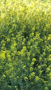 Yellow field flowers video